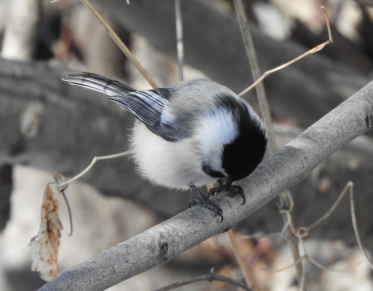 Black-capped Chickadee - ML90091171