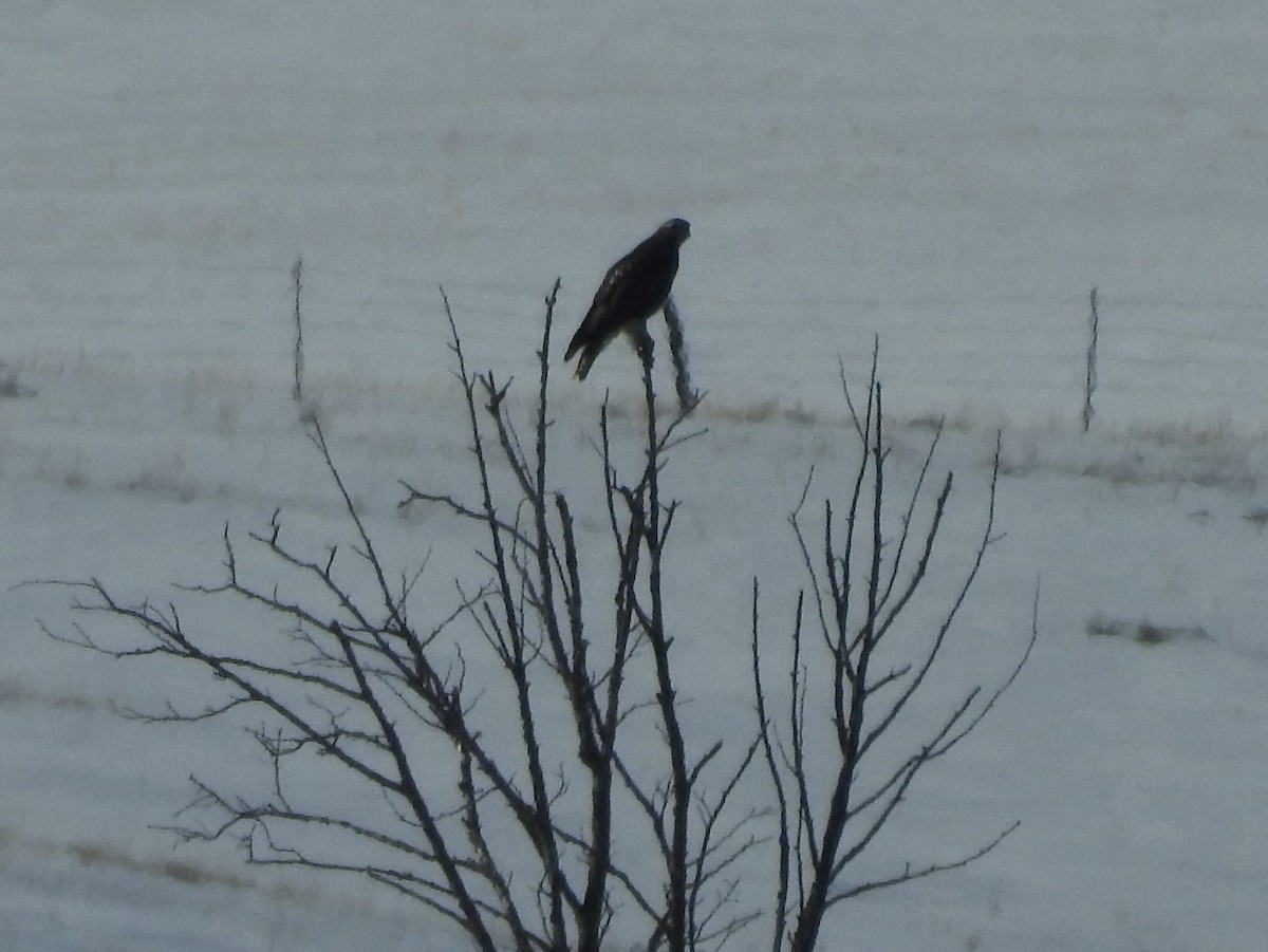 Red-tailed Hawk (Harlan's) - ML90091461