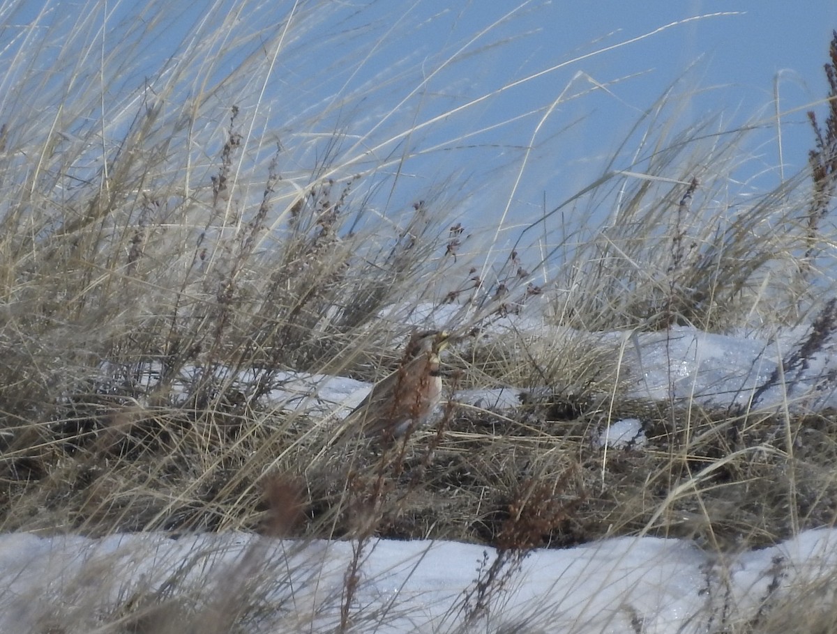 Horned Lark - ML90091511