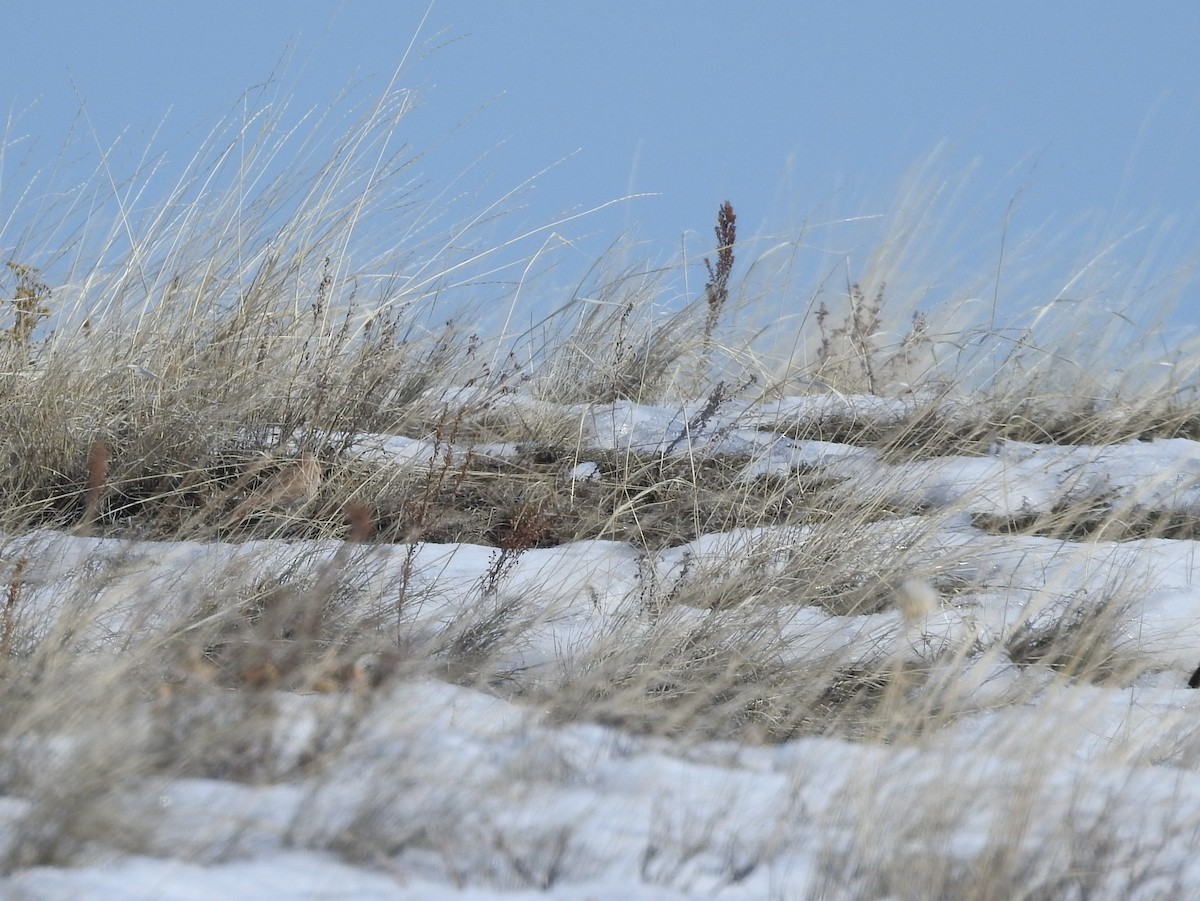 Horned Lark - ML90091551