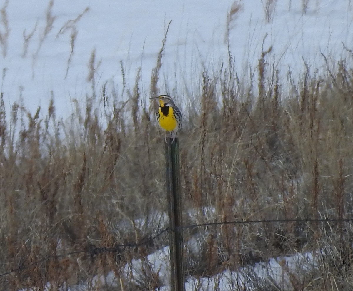 Western Meadowlark - ML90091611