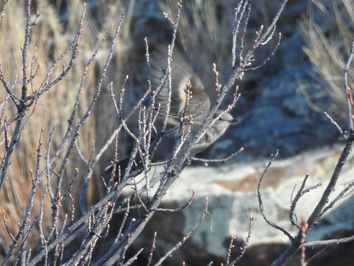 Townsend's Solitaire - ML90091631