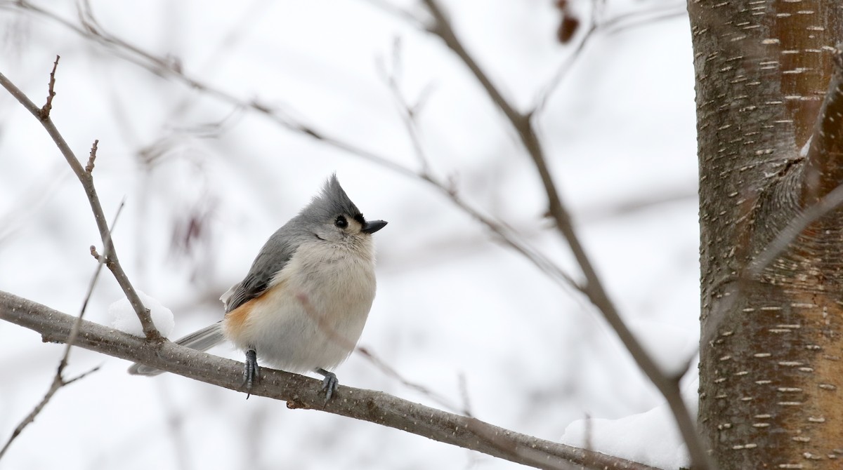 Tufted Titmouse - ML90091691