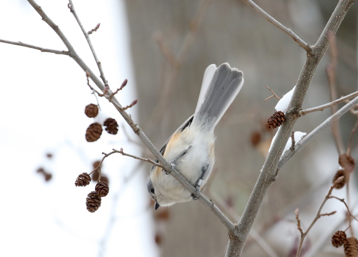 Tufted Titmouse - ML90091731