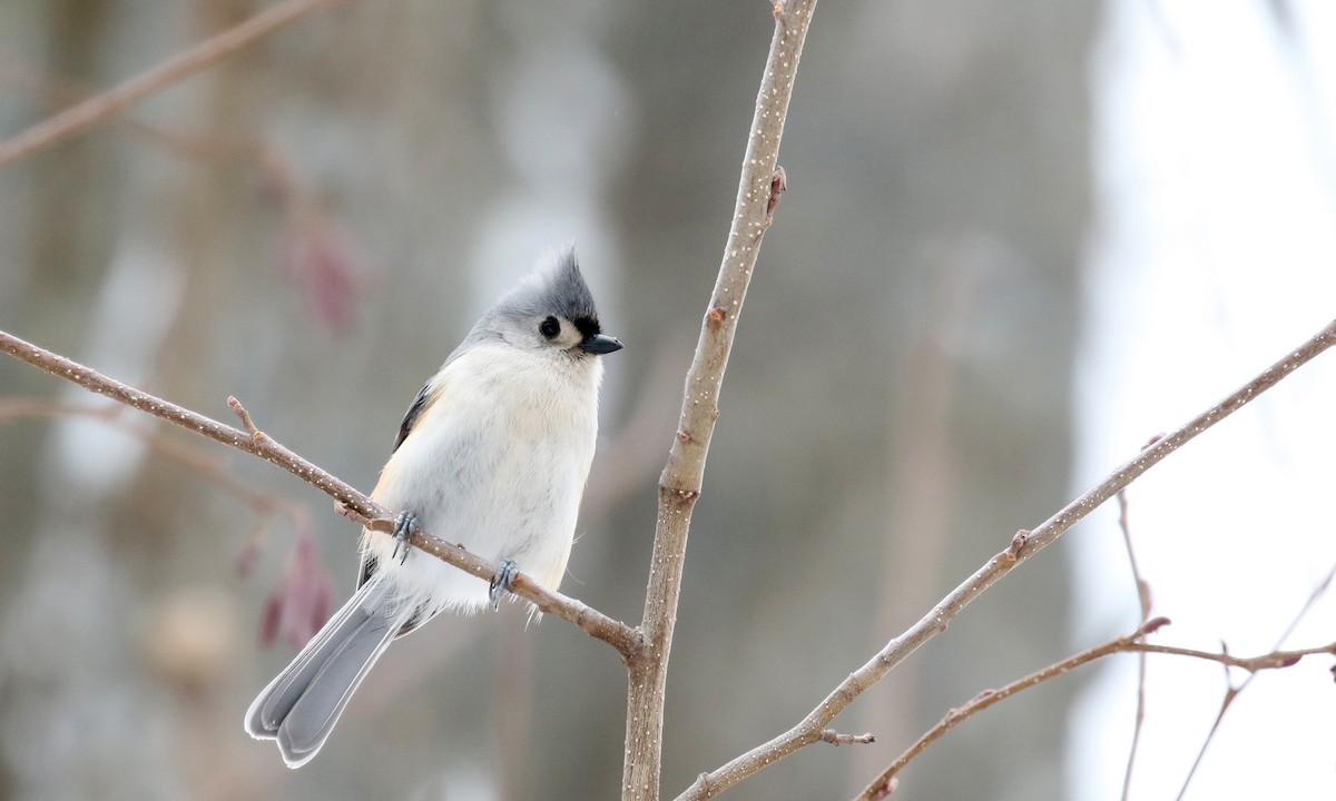 Tufted Titmouse - ML90091781