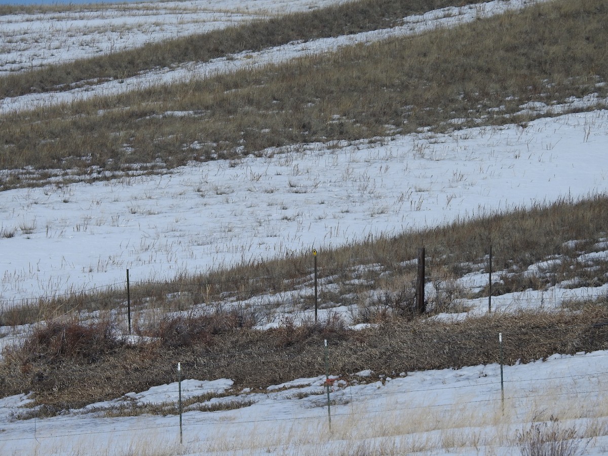 Western Meadowlark - ML90091911