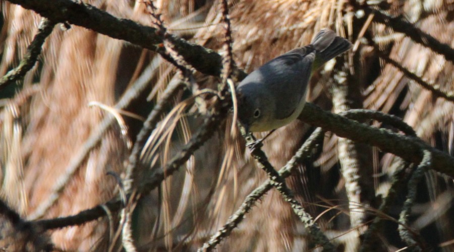 Gelbsteiß-Waldsänger - ML90091951