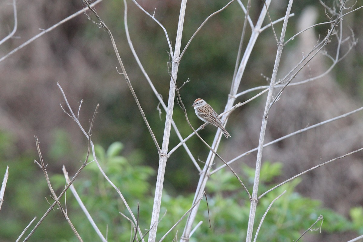 Chipping Sparrow - ML90093951