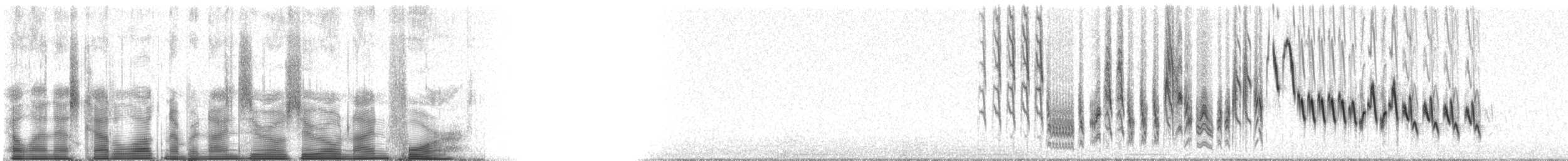 hussmett (aedon gr.) - ML90094