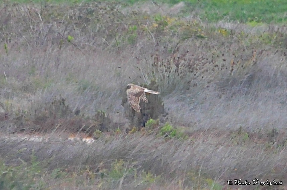 Hen Harrier - ML90094331