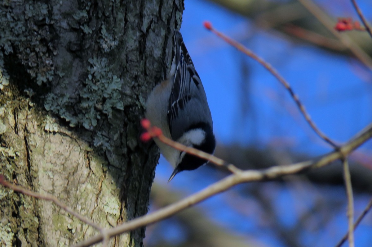 White-breasted Nuthatch - ML90094461