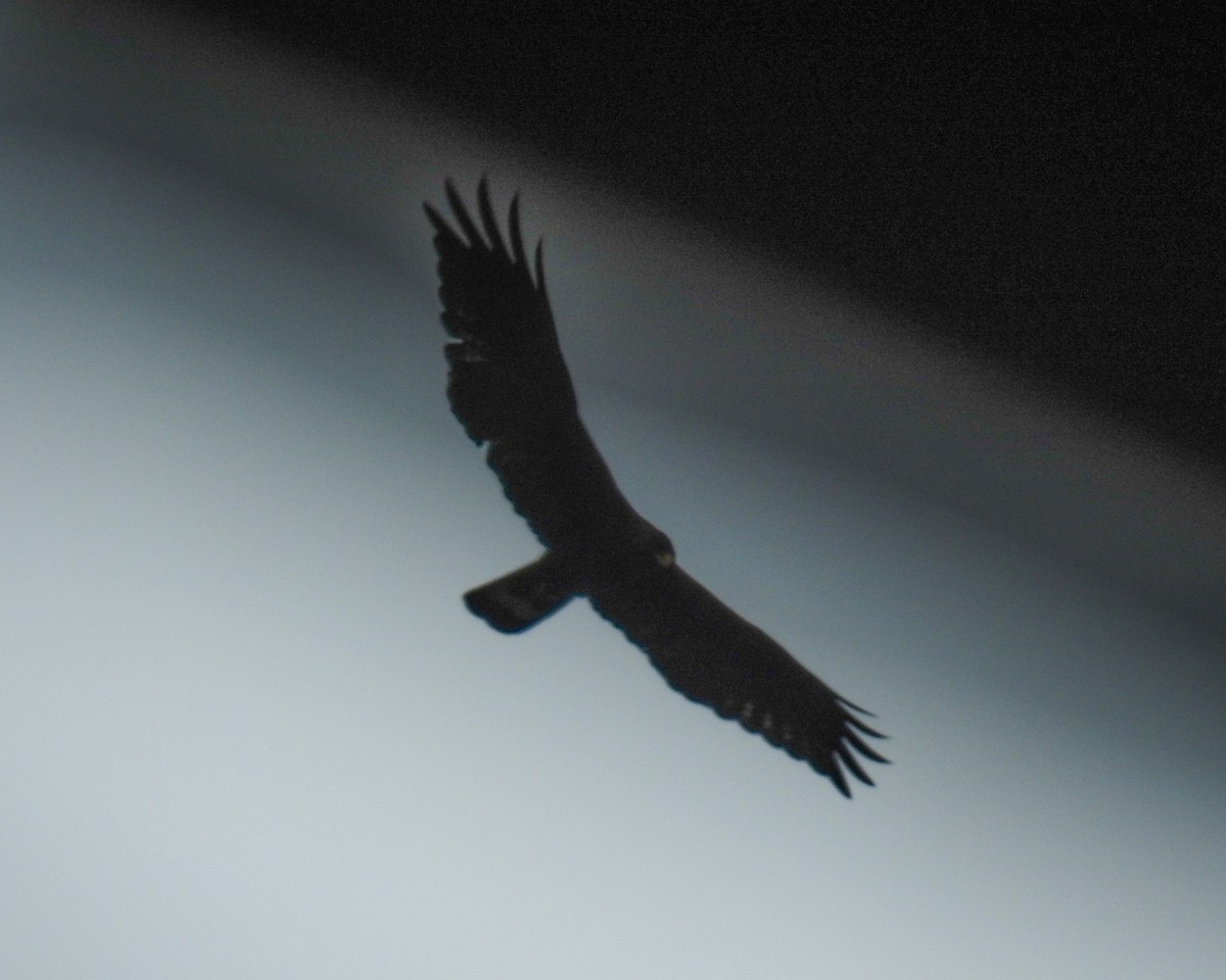 Zone-tailed Hawk - Pam Rasmussen