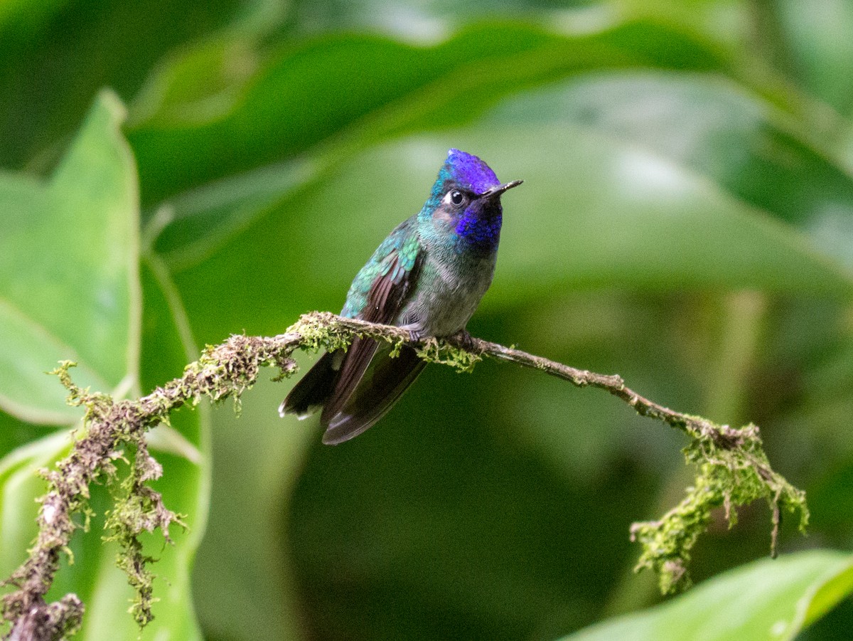 Violet-headed Hummingbird - Randall Siebert