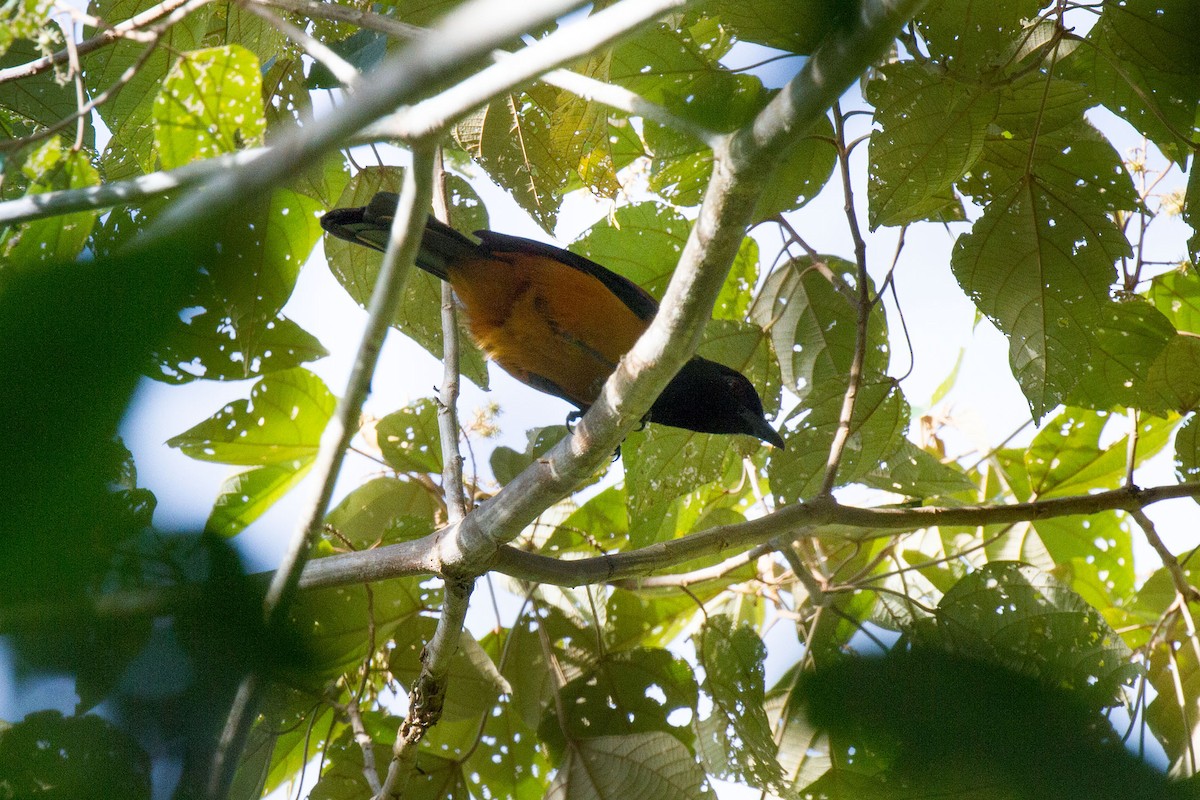 Hooded Pitohui - ML90099611