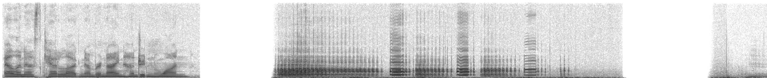 Gentoo Penguin - ML901