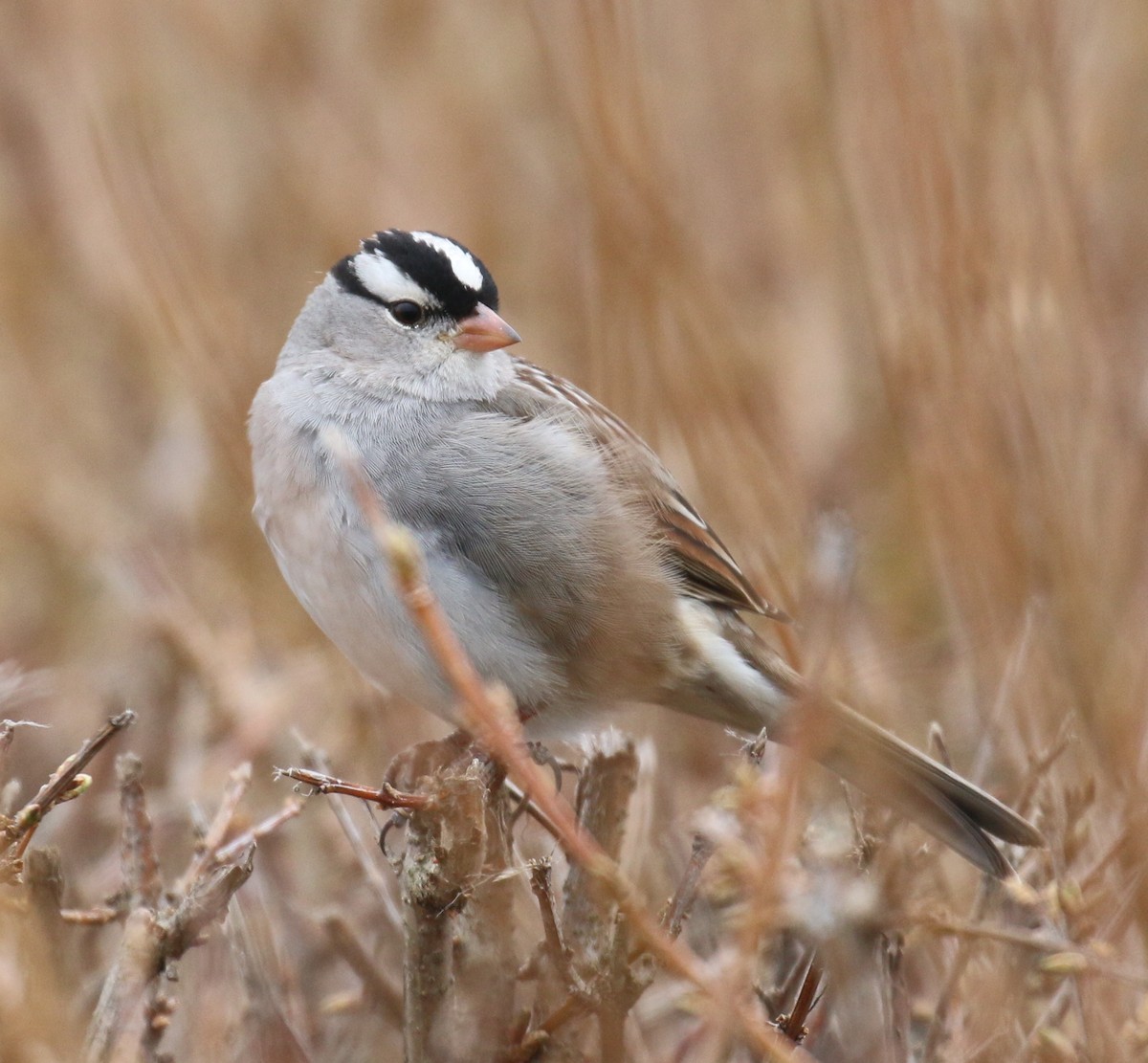White-crowned Sparrow - ML90100931