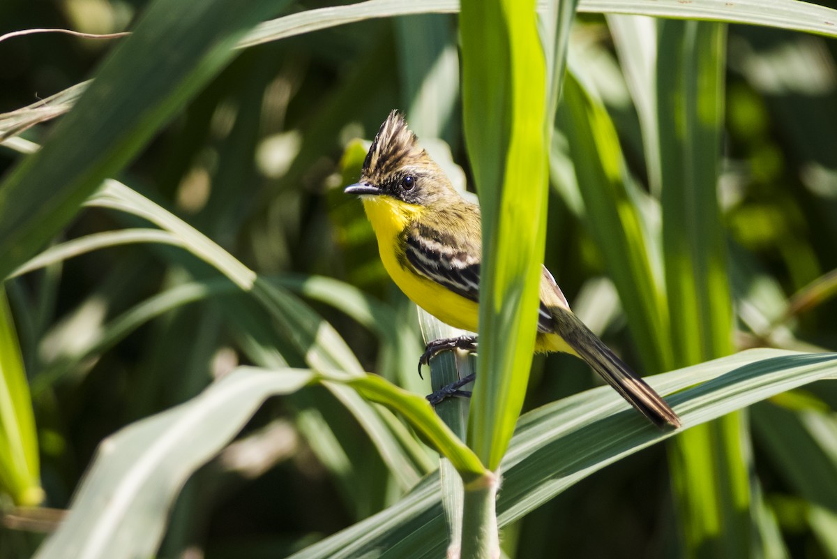 Crested Doradito - Claudia Brasileiro