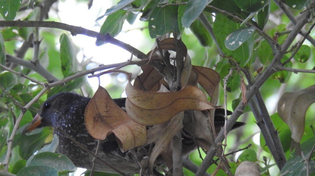 斑胸秧雞 - ML90102521