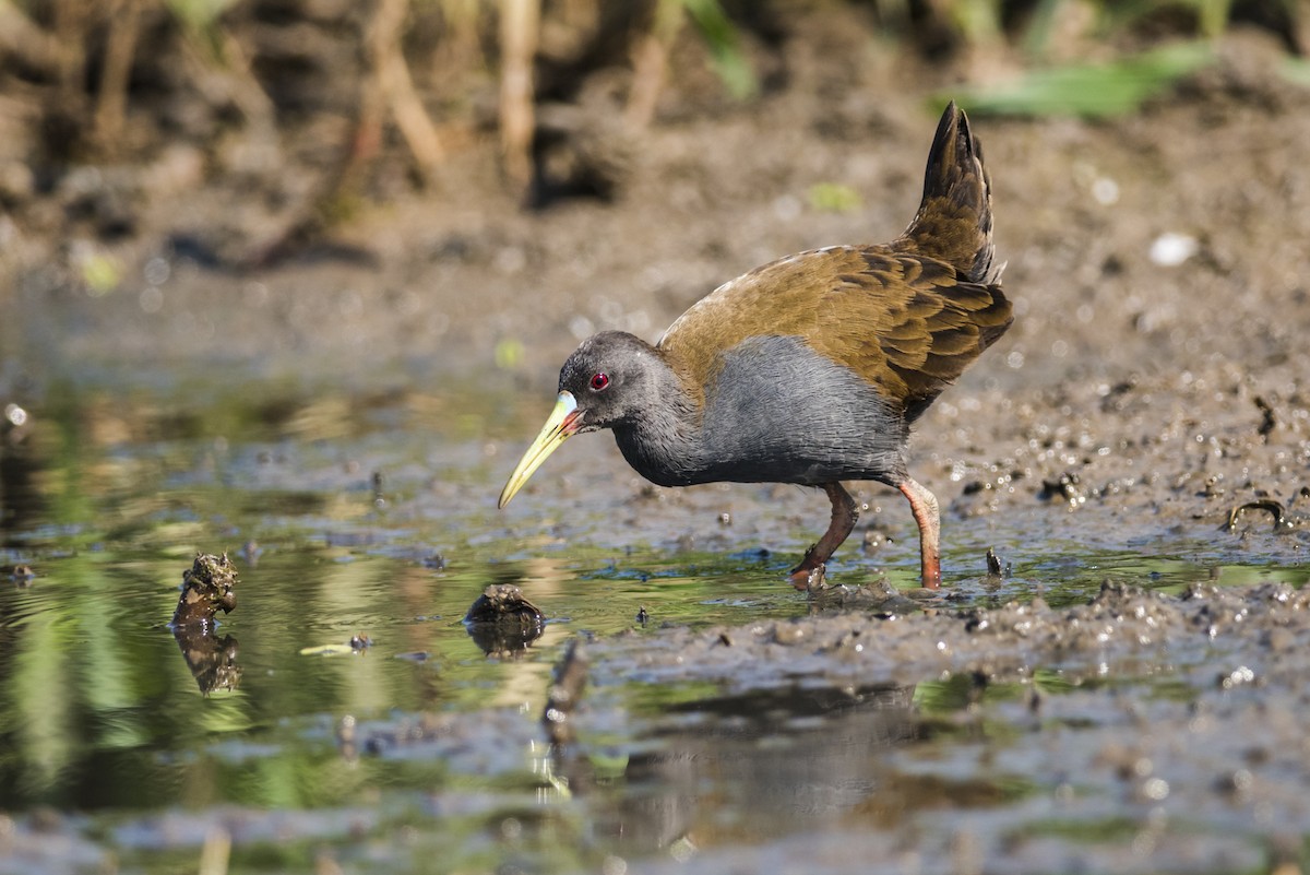 Plumbeous Rail - ML90103651