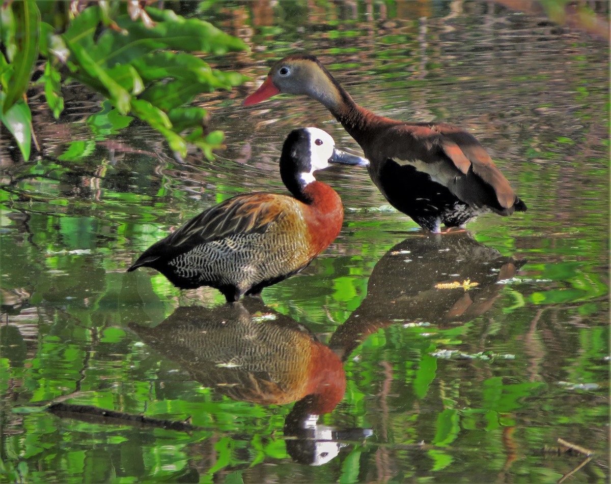 White-faced Whistling-Duck - ML90103791