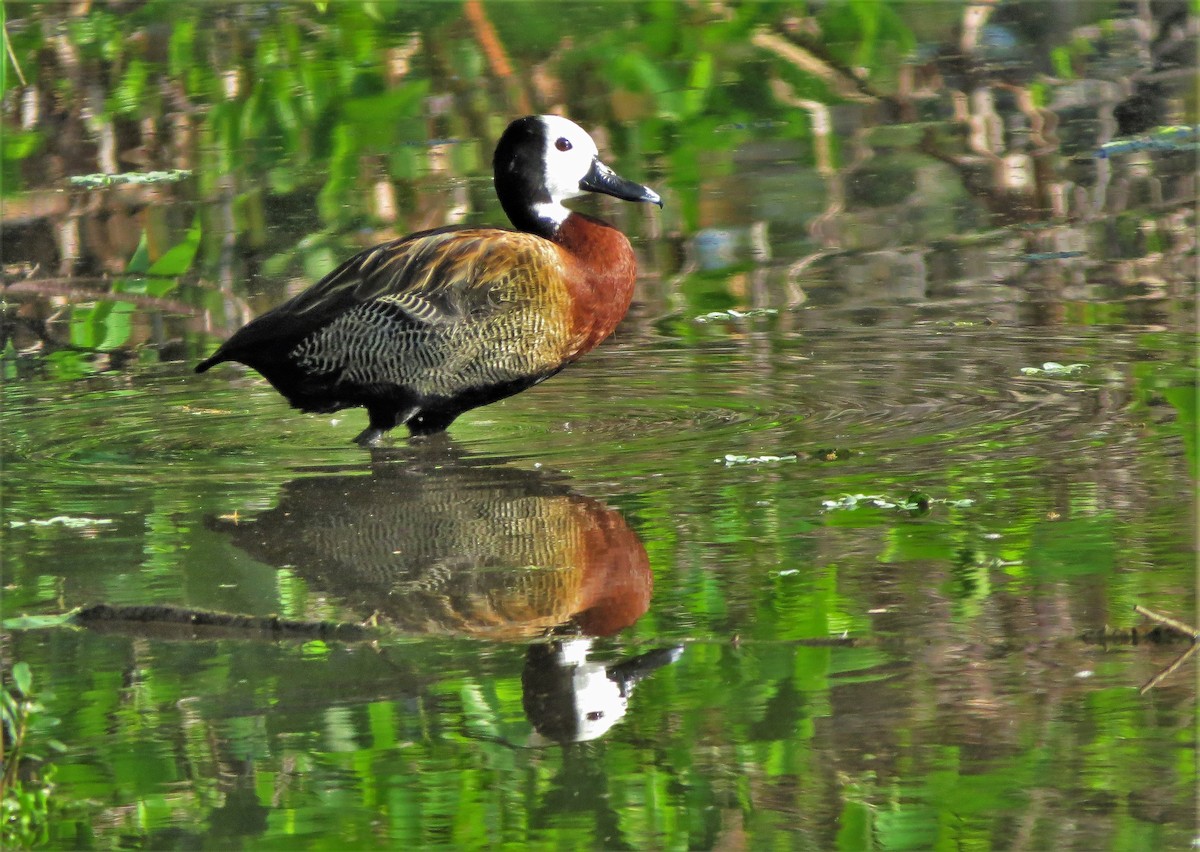 White-faced Whistling-Duck - ML90103901