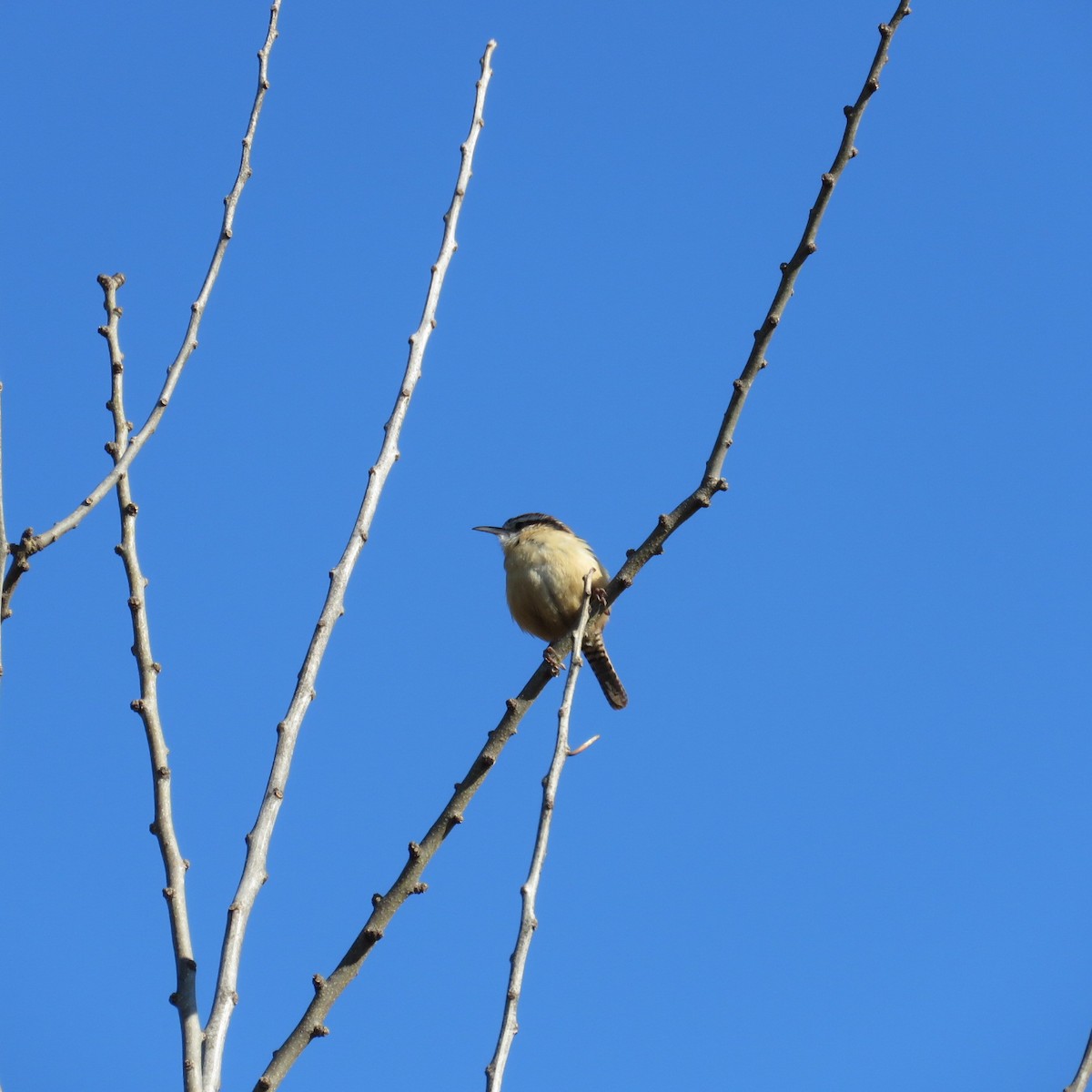 Carolina Wren - ML90104911