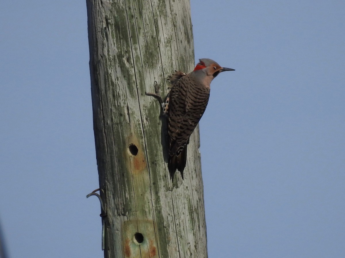 Northern Flicker - ML90105511