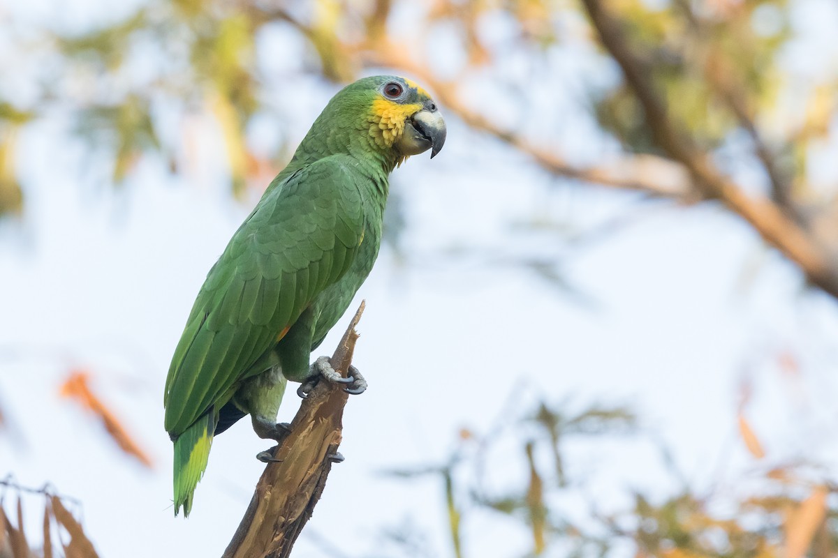 Orange-winged Amazon - John Nolley