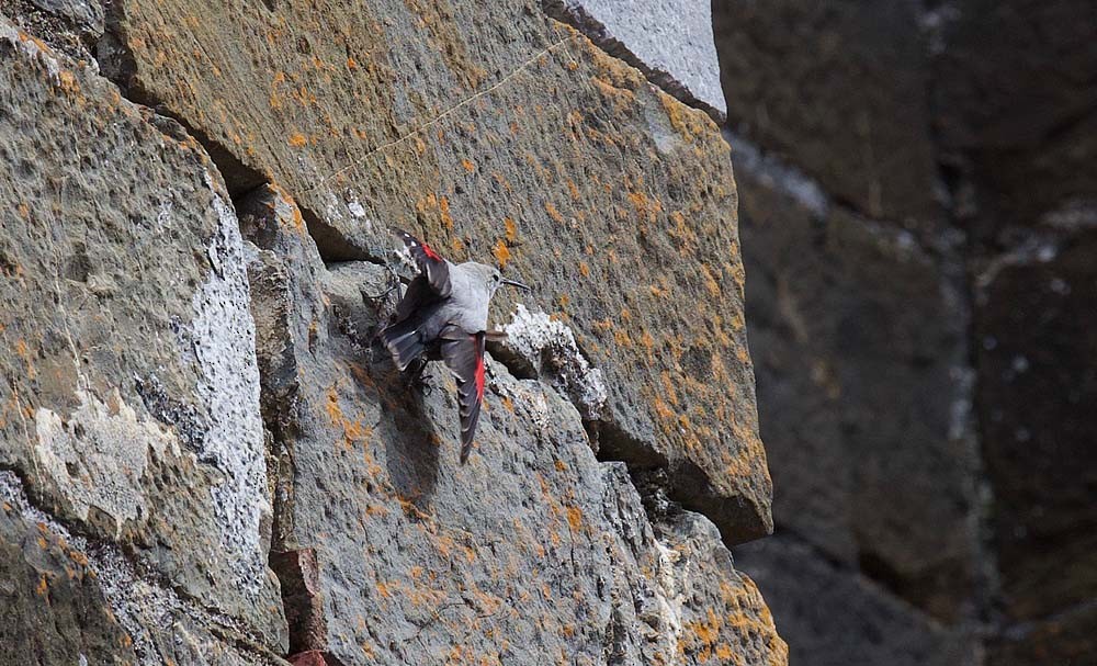 Wallcreeper - ML90106571