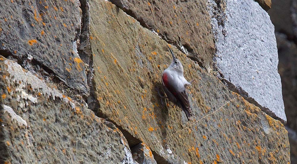 Wallcreeper - ML90106601