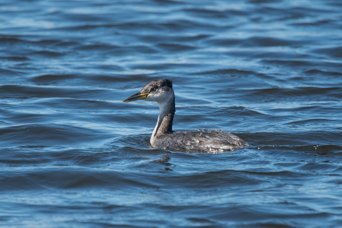 Red-necked Grebe - Derek Rogers