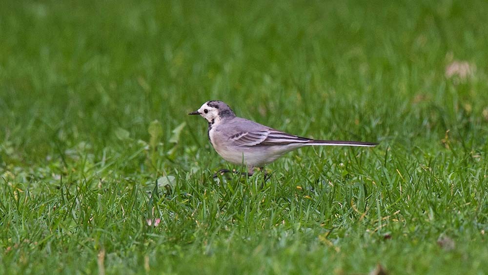 White Wagtail (White-faced) - ML90106761