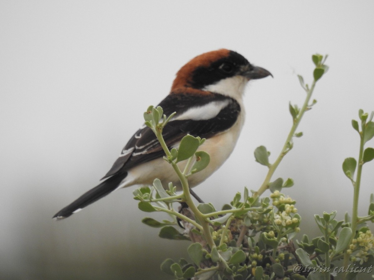 Woodchat Shrike - Irvin Calicut