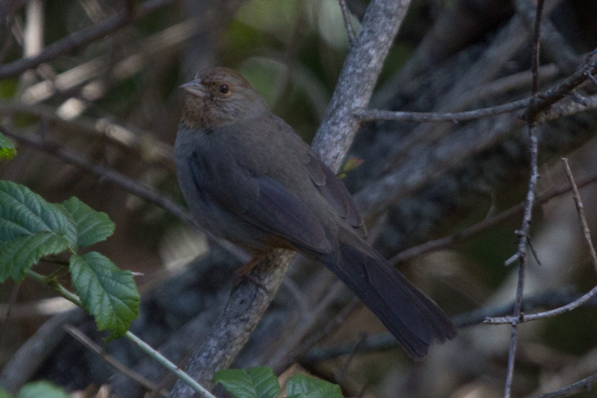 California Towhee - ML90108151