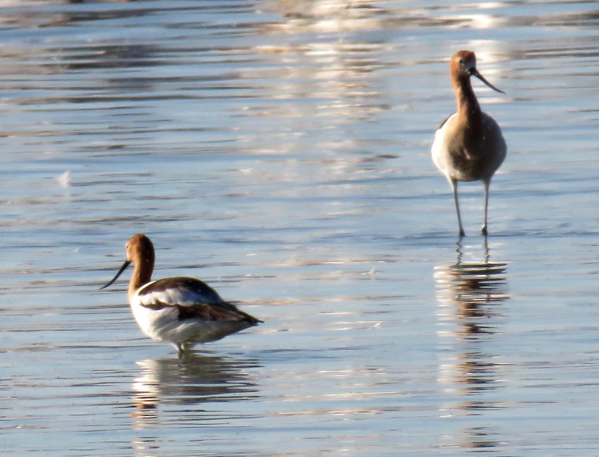 American Avocet - Duncan Poole