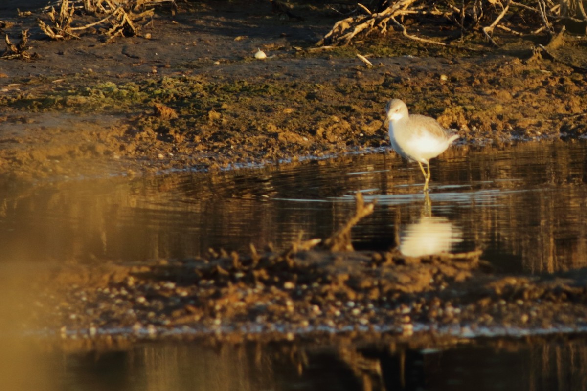 Marsh Sandpiper - ML90109271