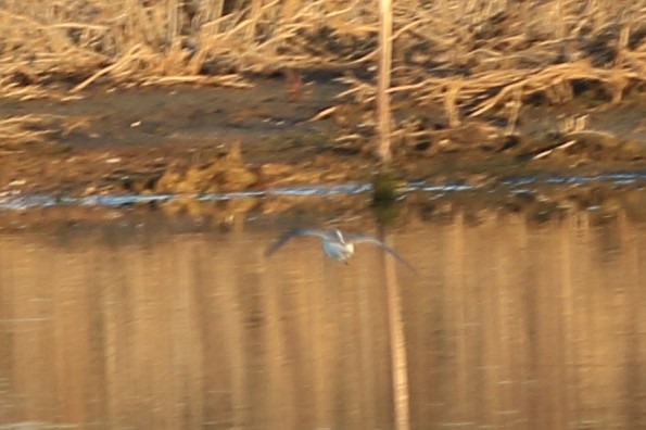 Marsh Sandpiper - ML90110611