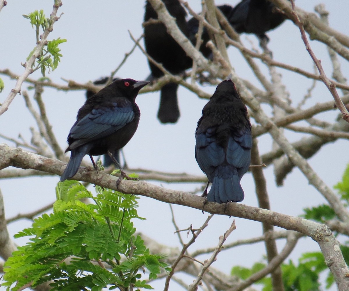 Bronzed Cowbird - ML90111651