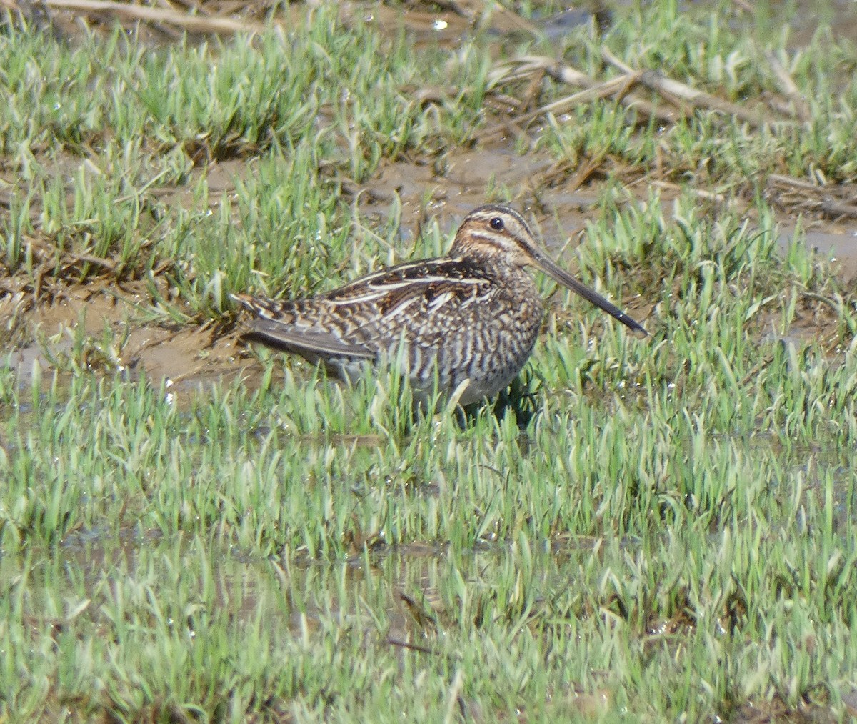 Wilson's Snipe - Richard  Zielinski