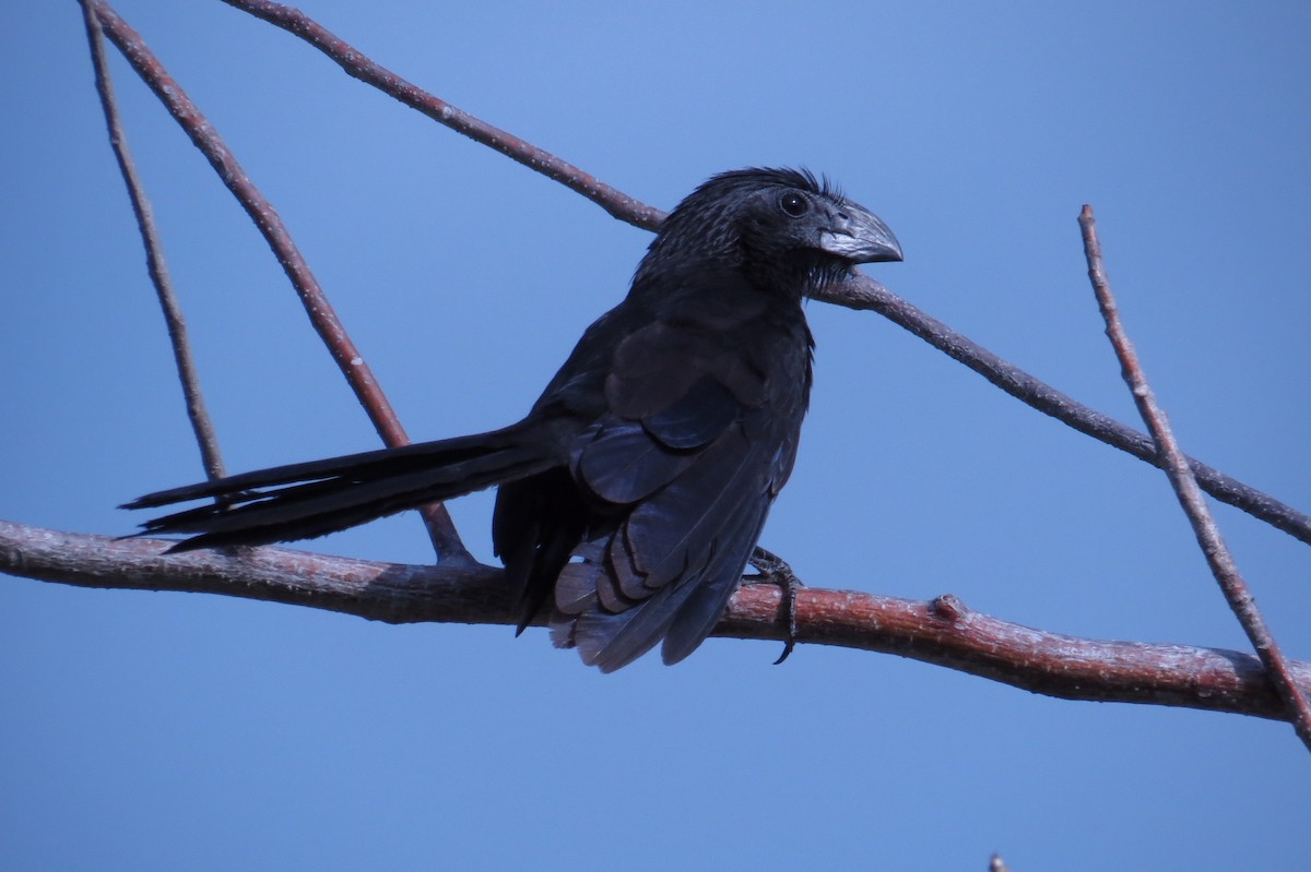 ani rýhozobá - ML90113071