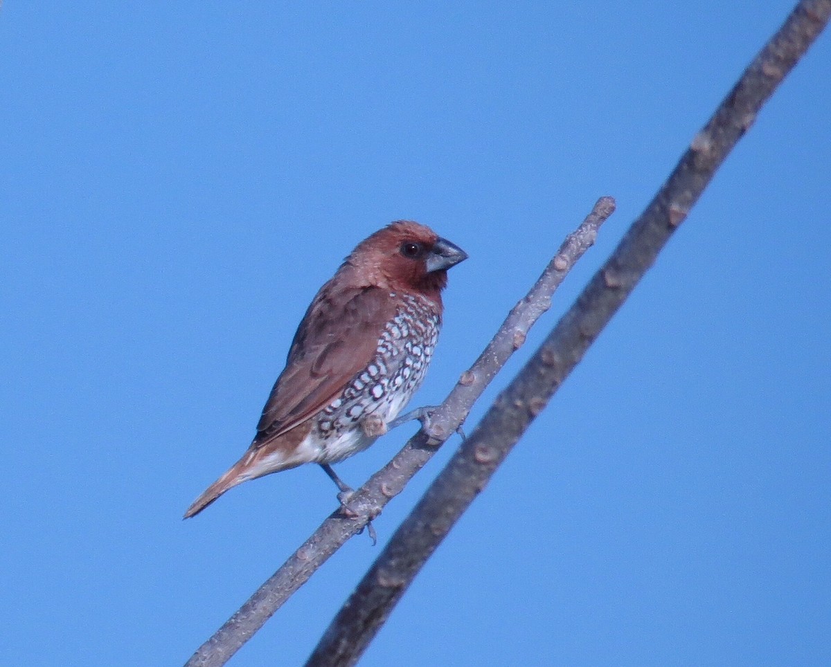 panenka muškátová - ML90113971