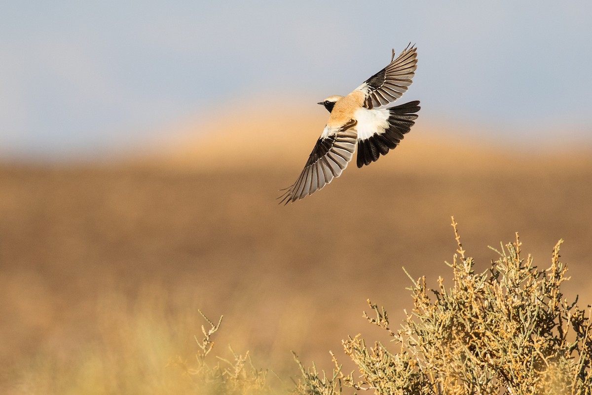 Desert Wheatear - Liron Gertsman