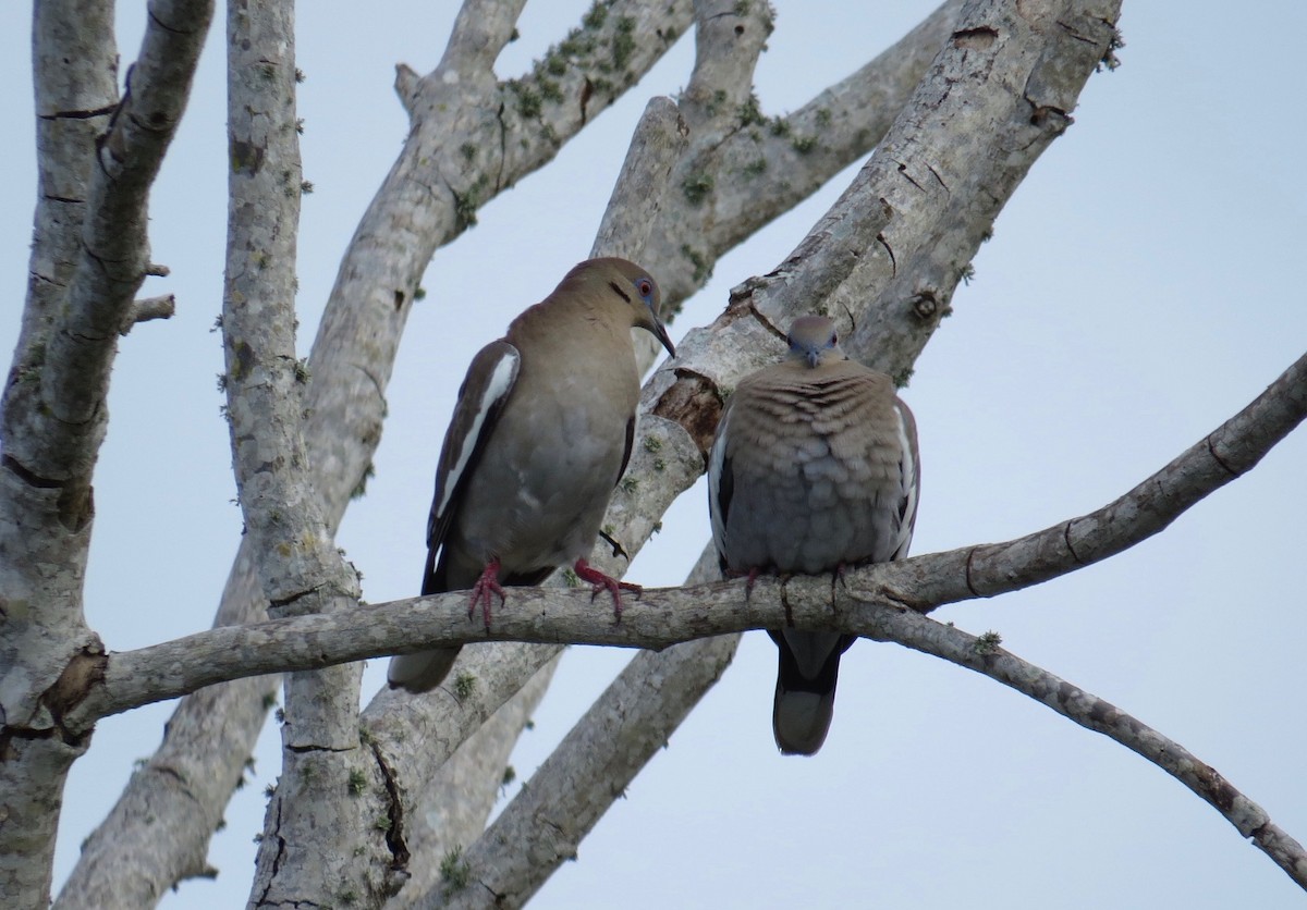 hrdlička bělavokřídlá - ML90114491