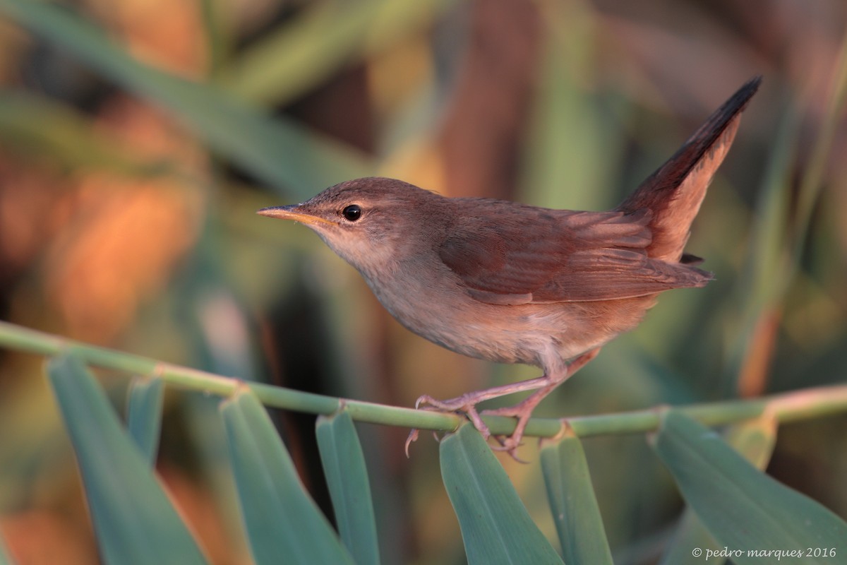 Savi's Warbler - ML90116521