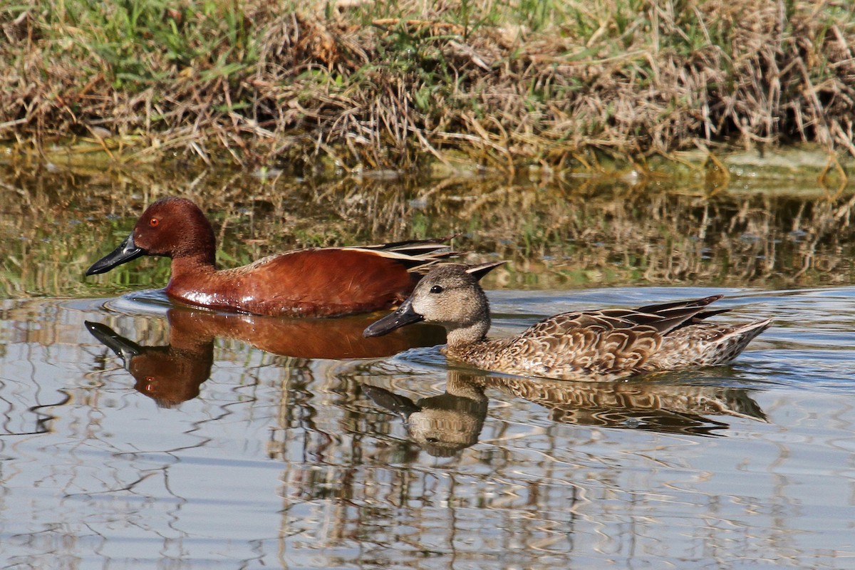 Cinnamon Teal - ML90116581