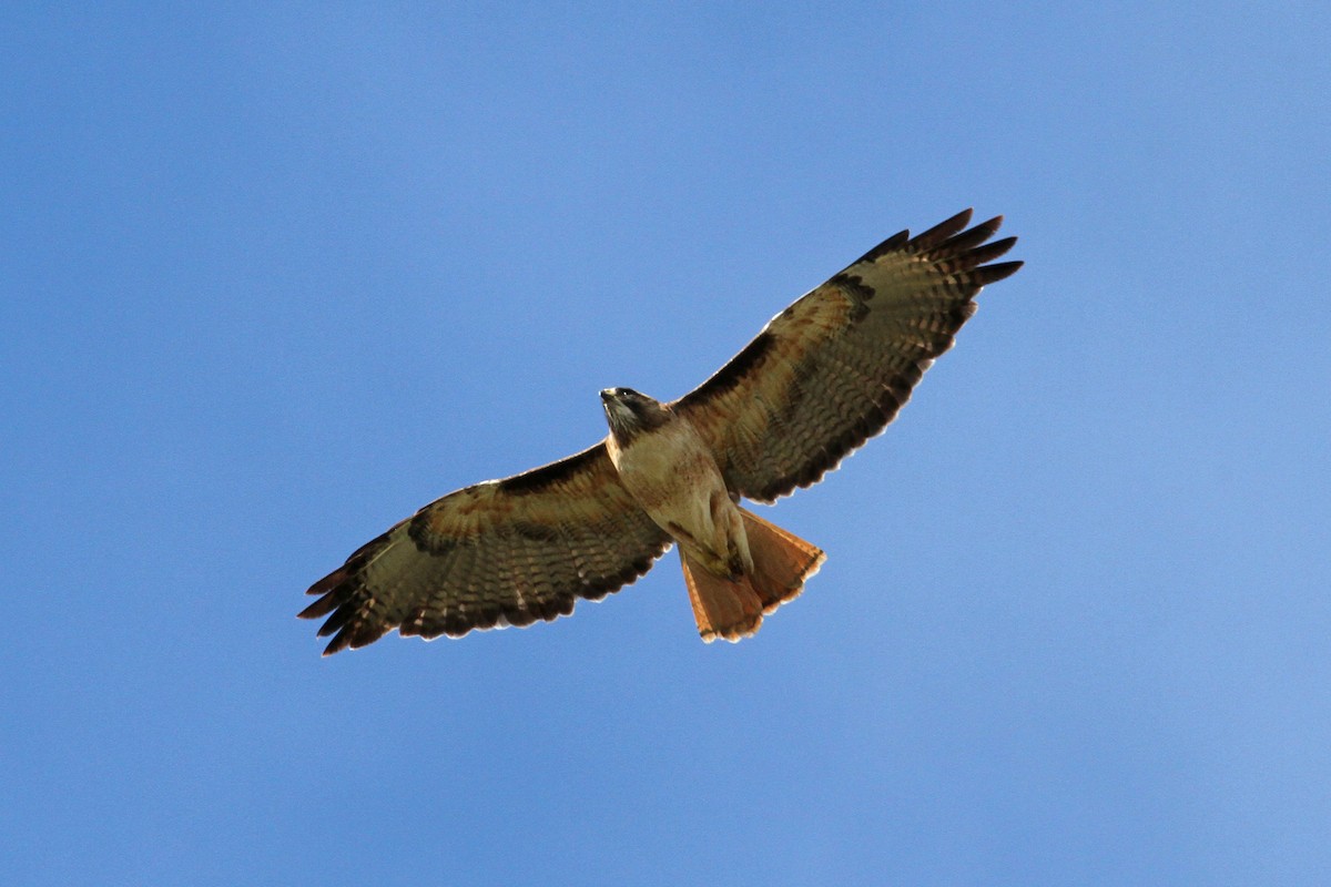 Red-tailed Hawk - ML90116761