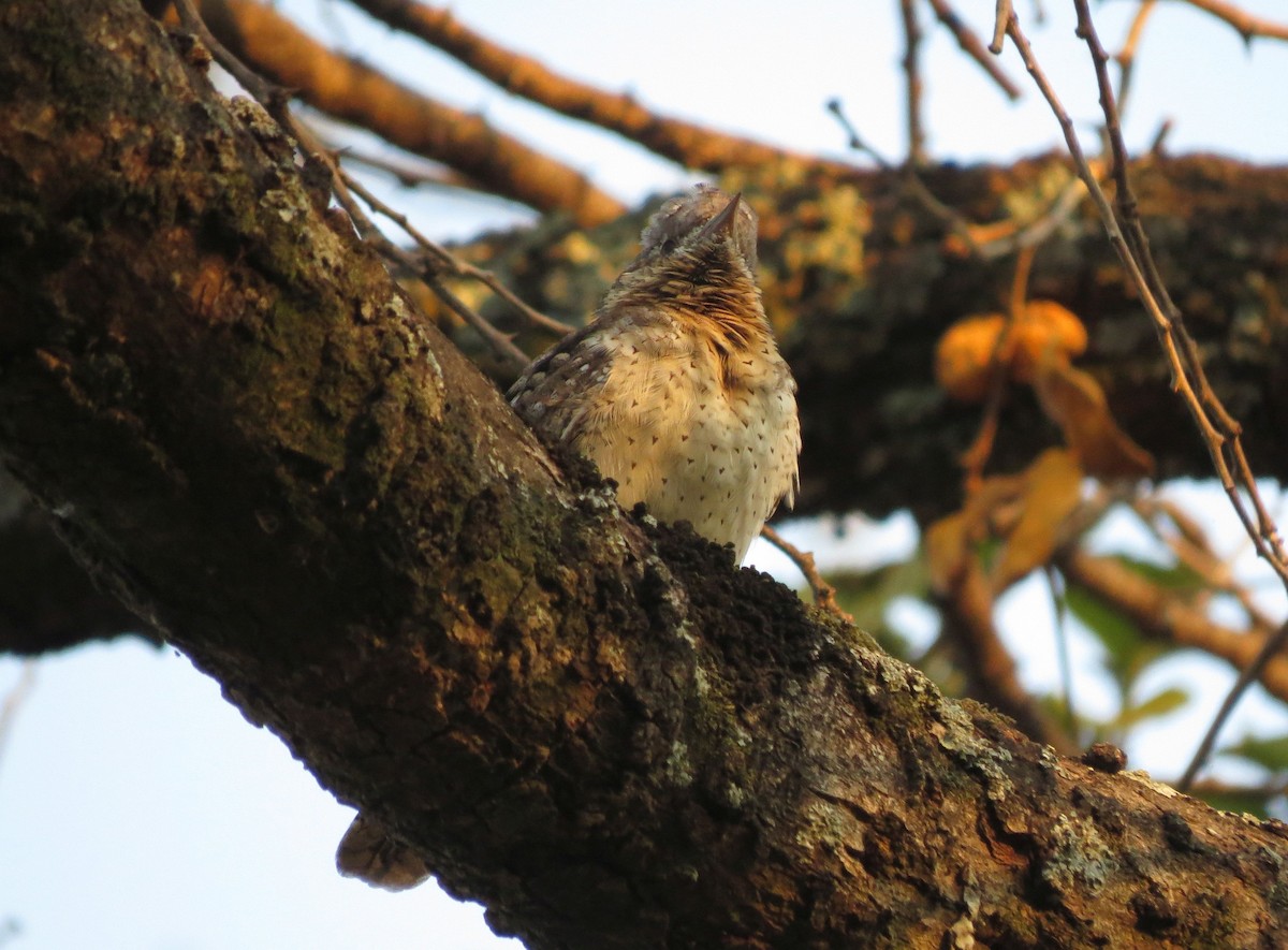 Eurasian Wryneck - ML90116801