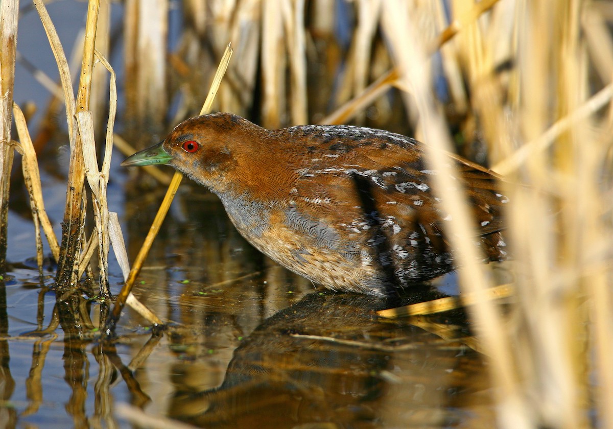 Baillon's Crake - Pedro Marques