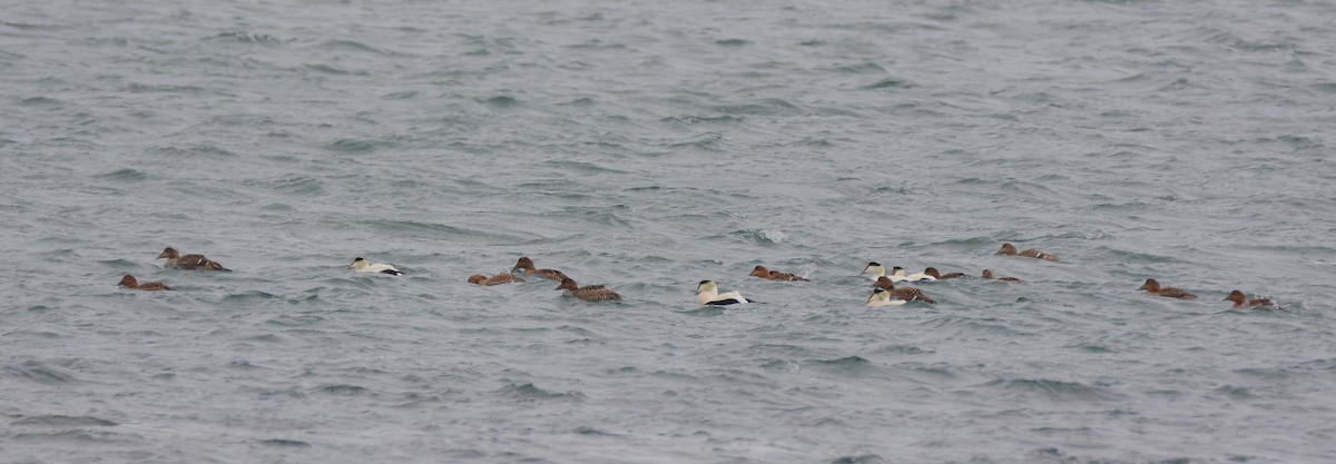 Common Eider - ML90119591