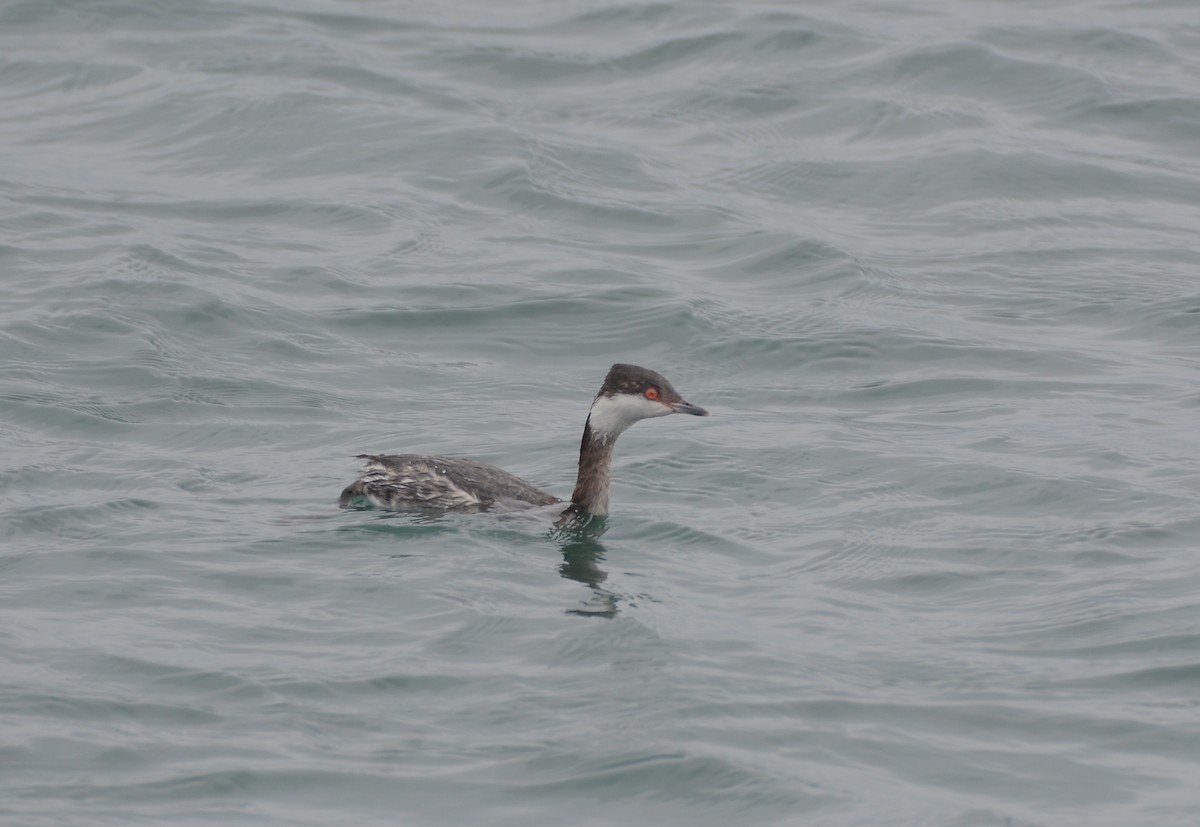 Horned Grebe - ML90119811